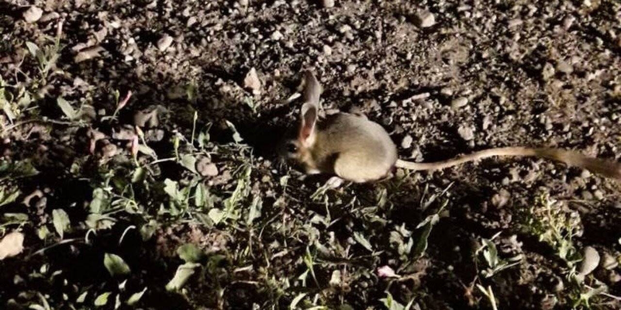 Ömrü boyunca su içmiyor, Sivas’ta görüntülendi