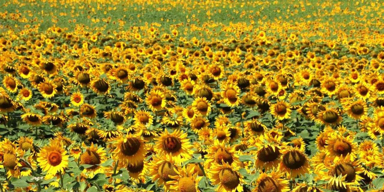 Sarıya boyanan ayçiçeği tarlaları hasat için gün sayıyor