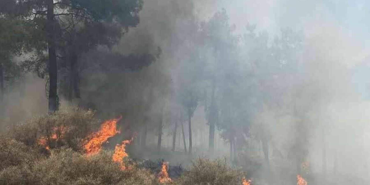 Hatay’da orman yangını