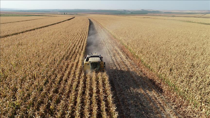 Tarım ÜFE haziranda yüzde 0,66 azaldı