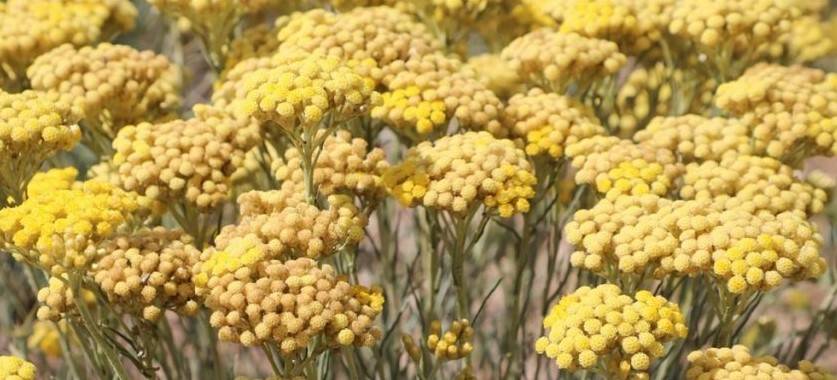 Altınotu bitkisinin hasadı yapıldı