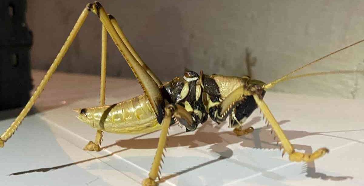 Dev çekirge görüntülendi