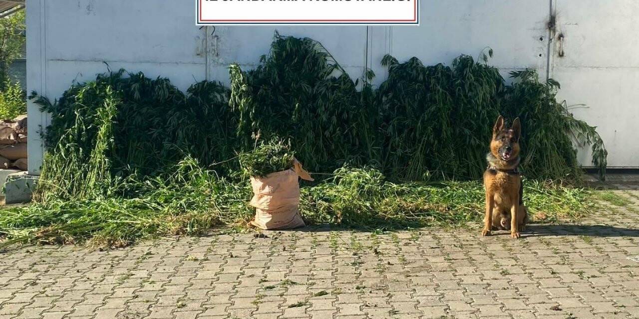 Sakarya’da 10 bin 476 kök kenevir ele geçirildi: 1 gözaltı