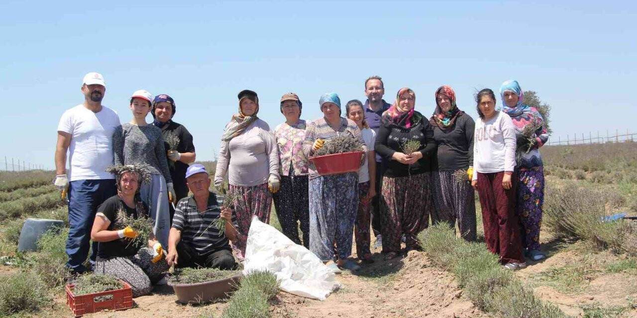 Lavanta üreticileri hasattan memnun