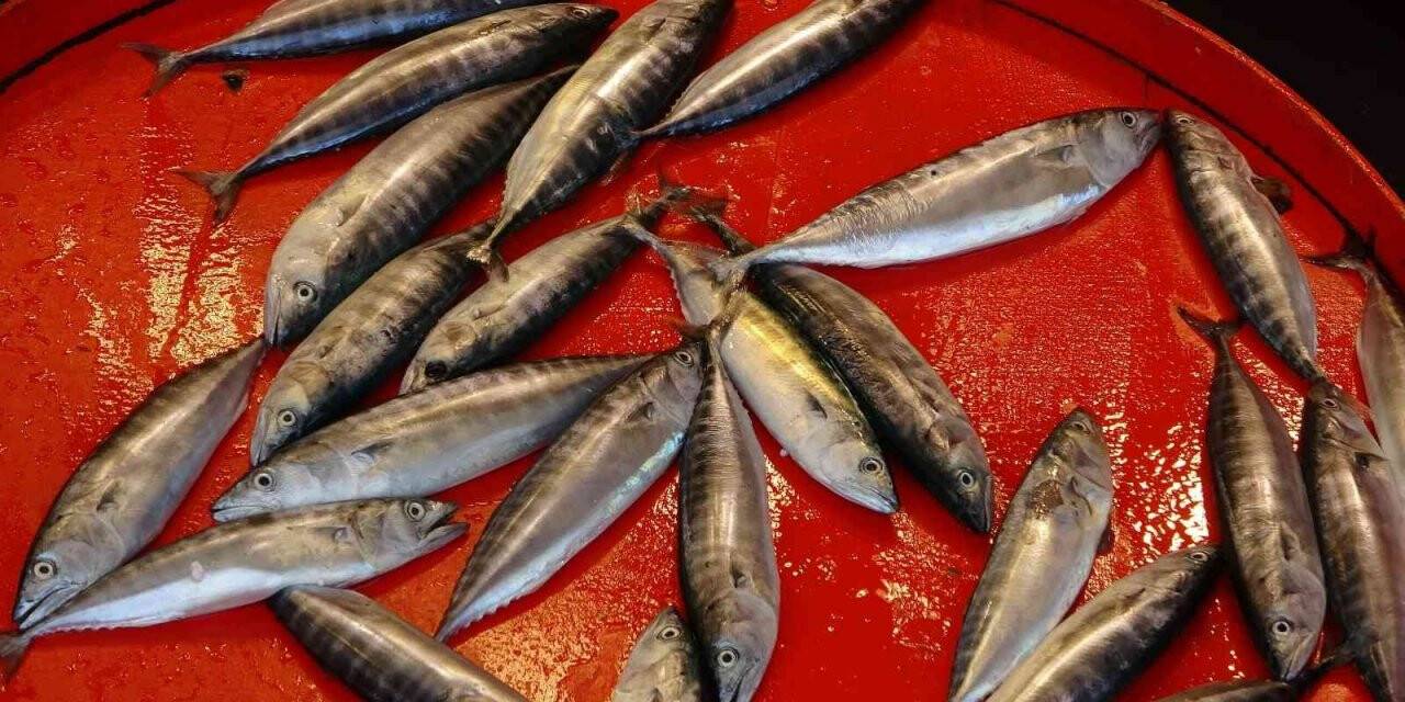 Çingene palamudu şimdiden tezgahta yerini aldı