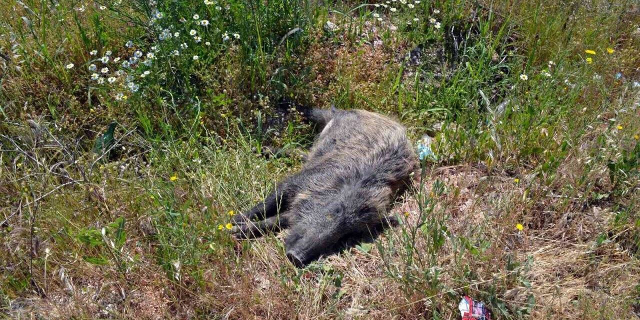Domuza çarpan otomobil takla attı; 1’i ağır 5 yaralı