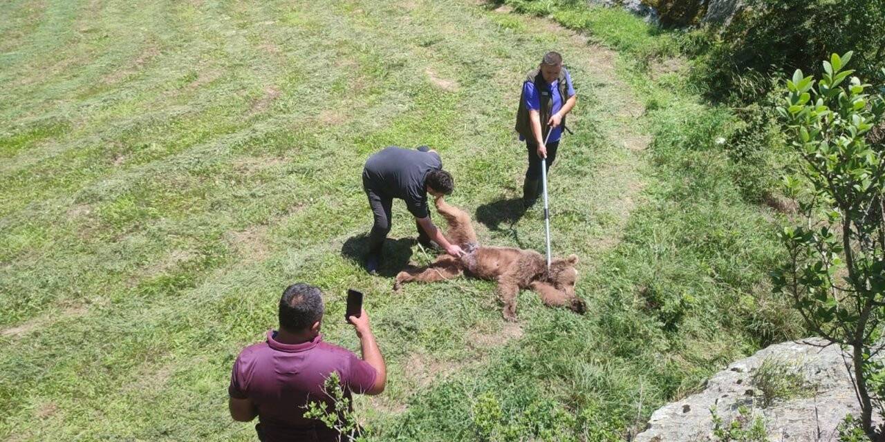 Domuz tuzağına yakalanan boz ayı kurtarıldı