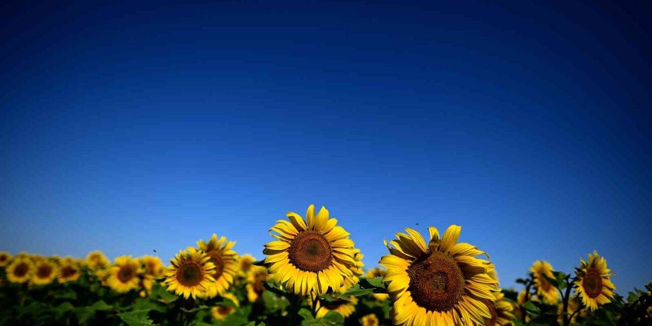 Rusya ayçiçek yağı ihracat kotasını 400 bin ton daha yükseltti