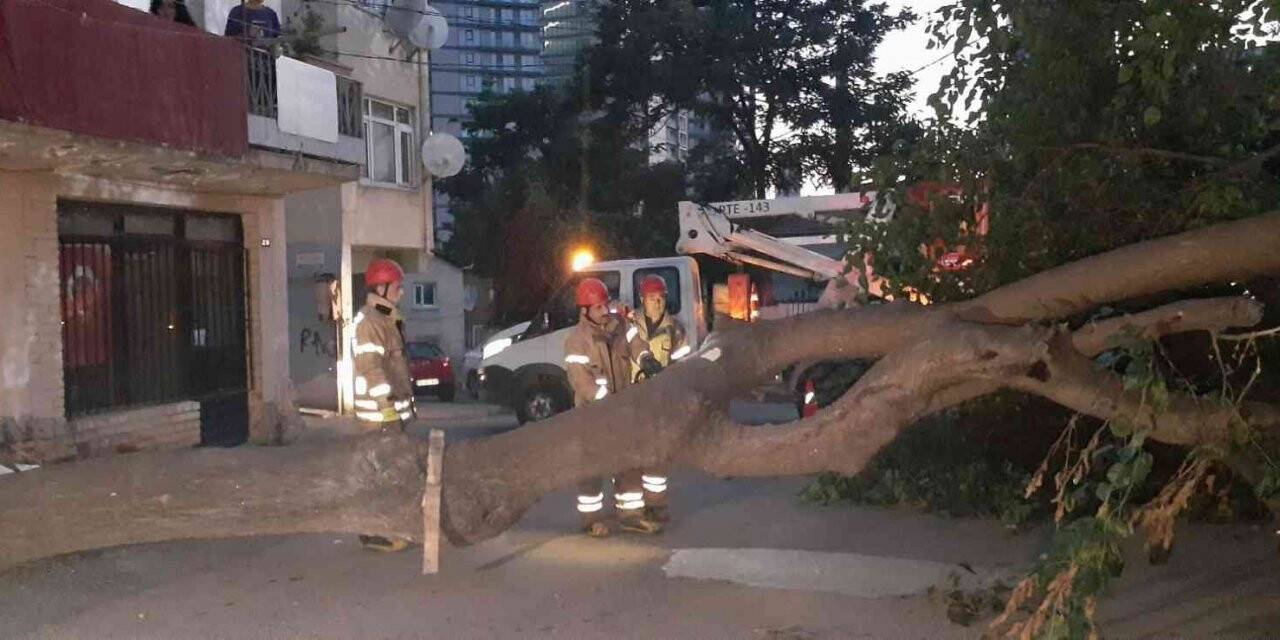 Kadıköy’de dut ağacı kökünden koparak devrildi