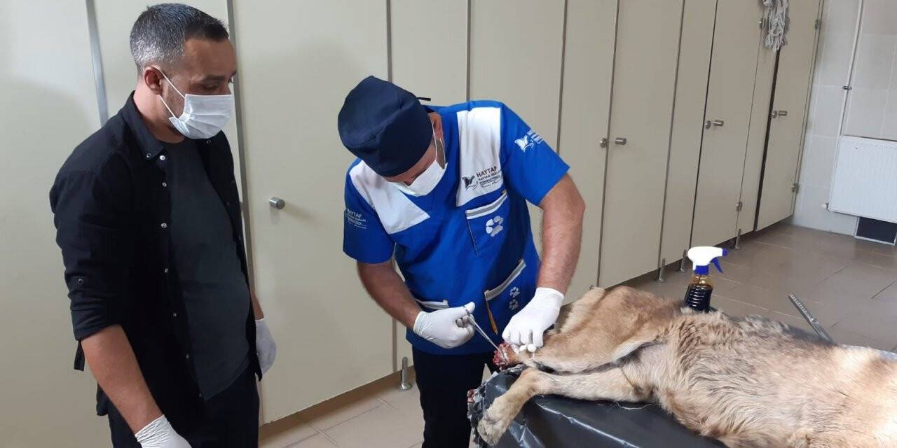 Ayağı kangren olan köpek tedavi altına alındı