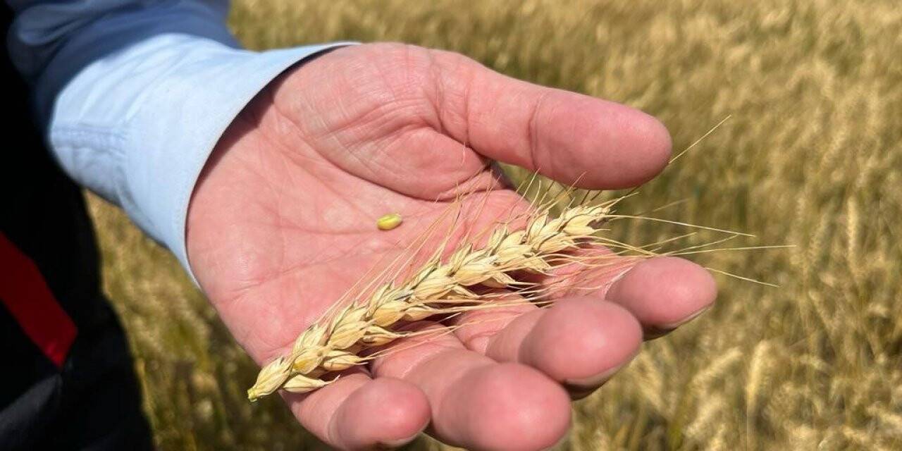 Yağışların ardından verim geçtiğimiz yıla göre 2 kat arttı