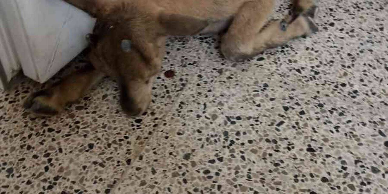 Yavru dağ keçisine şefkat eli