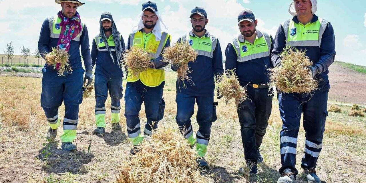 Anadolu’nun unutulmuş tahılı burçak gün yüzüne çıkarılıyor