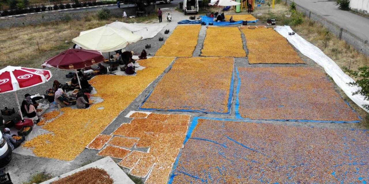 Yaz meyvesi ‘kayısı’ hasat sonrası kurutulup kışa hazırlanıyor