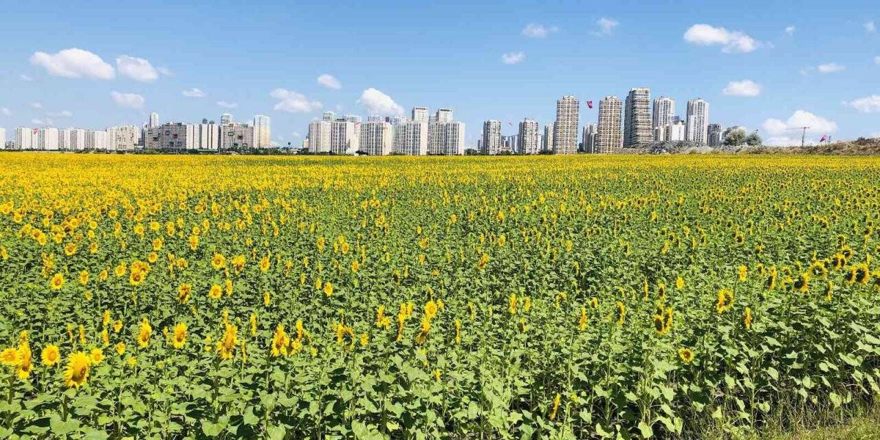 İstanbul’daki ayçiçeği tarlaları güzel görüntüler oluşturdu
