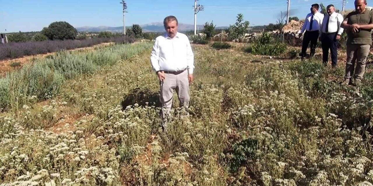 Destici: “Muhalefetin elinde koz bırakmayacağız”