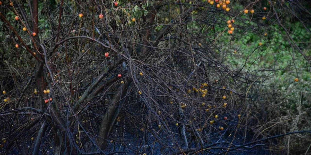 Meyve ağaçlarının bulunduğu çalılık alan alev alev yandı