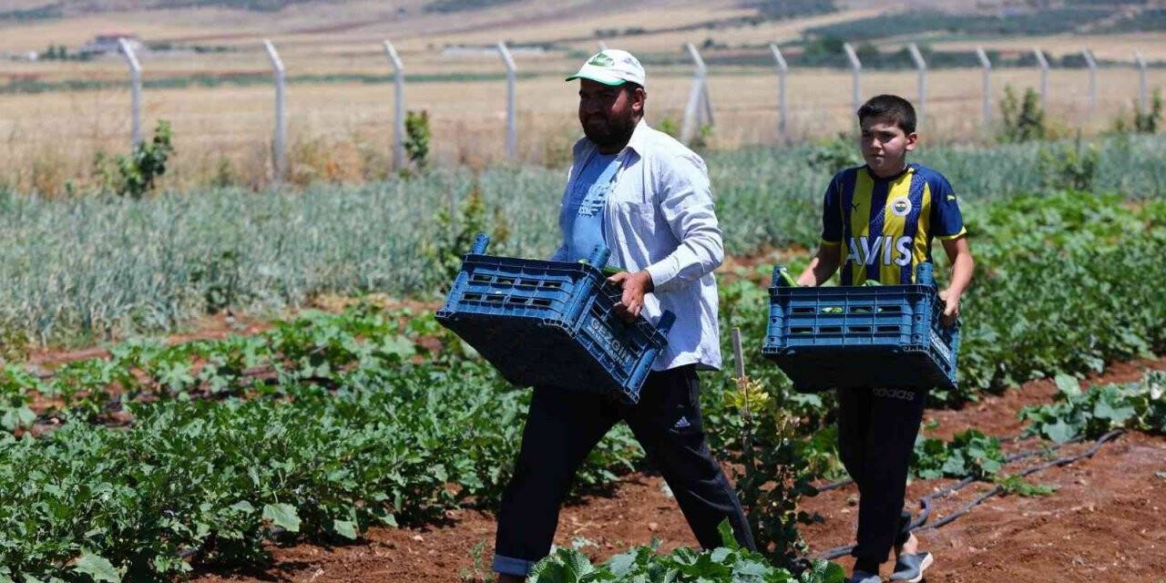 Gaziantep’te dağıtılan sebze fideleri ilk mahsullerini vermeye başladı