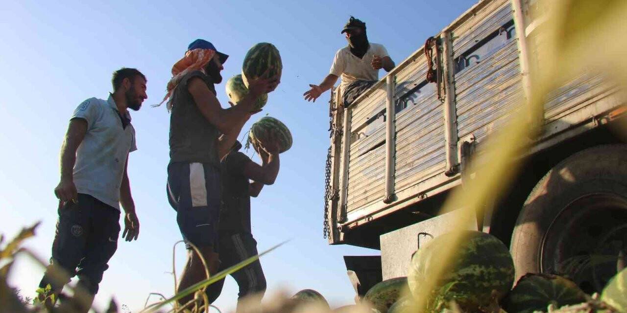 Diyarbakır’da Karacadağ’ın volkanik arazilerinde ekilen karpuzun hasadı yapıldı