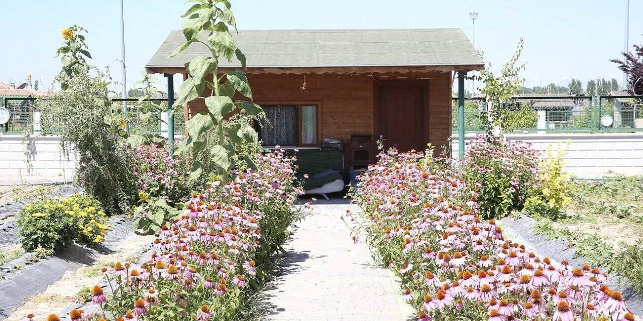 Büyükşehir’in ’Doğal Ürünler Bahçesi Pazarı’ açılıyor