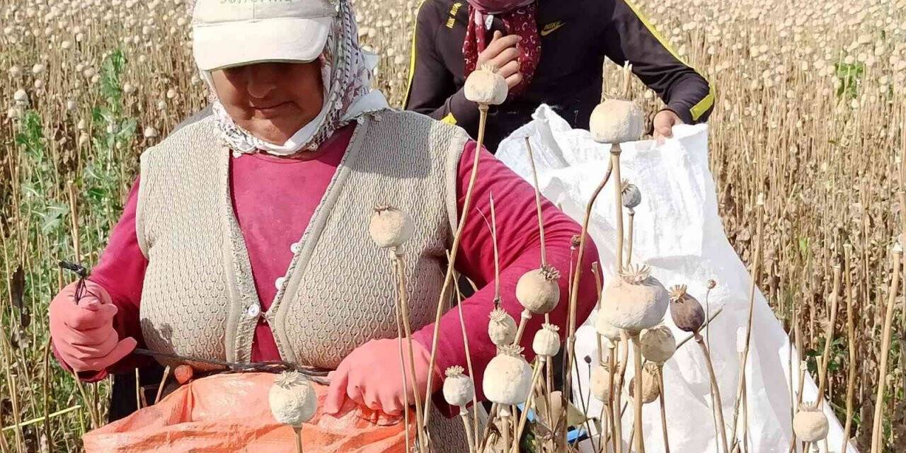 Afyonkarahisar’da haşhaş hasadı başladı