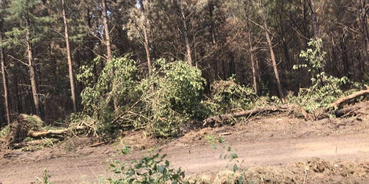 Fransa’daki orman yangınları 6’ıncı gününde: 14 bin hektar alan yandı