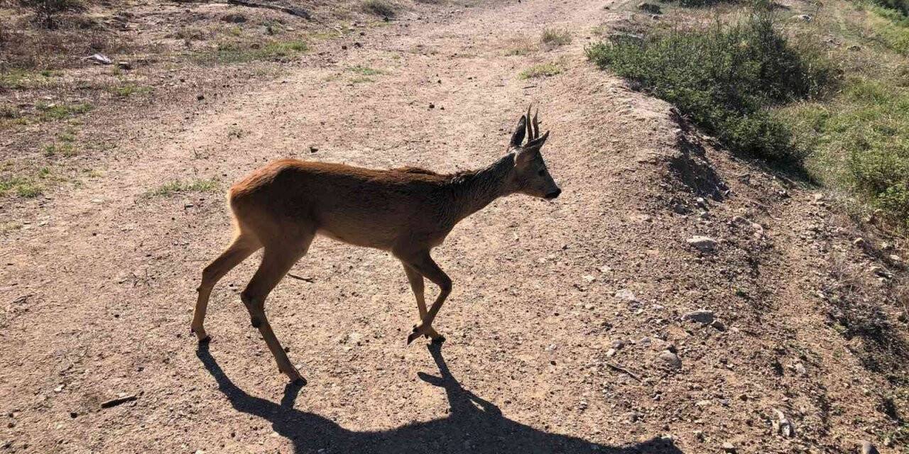 Yaralı karacaya anında müdahale