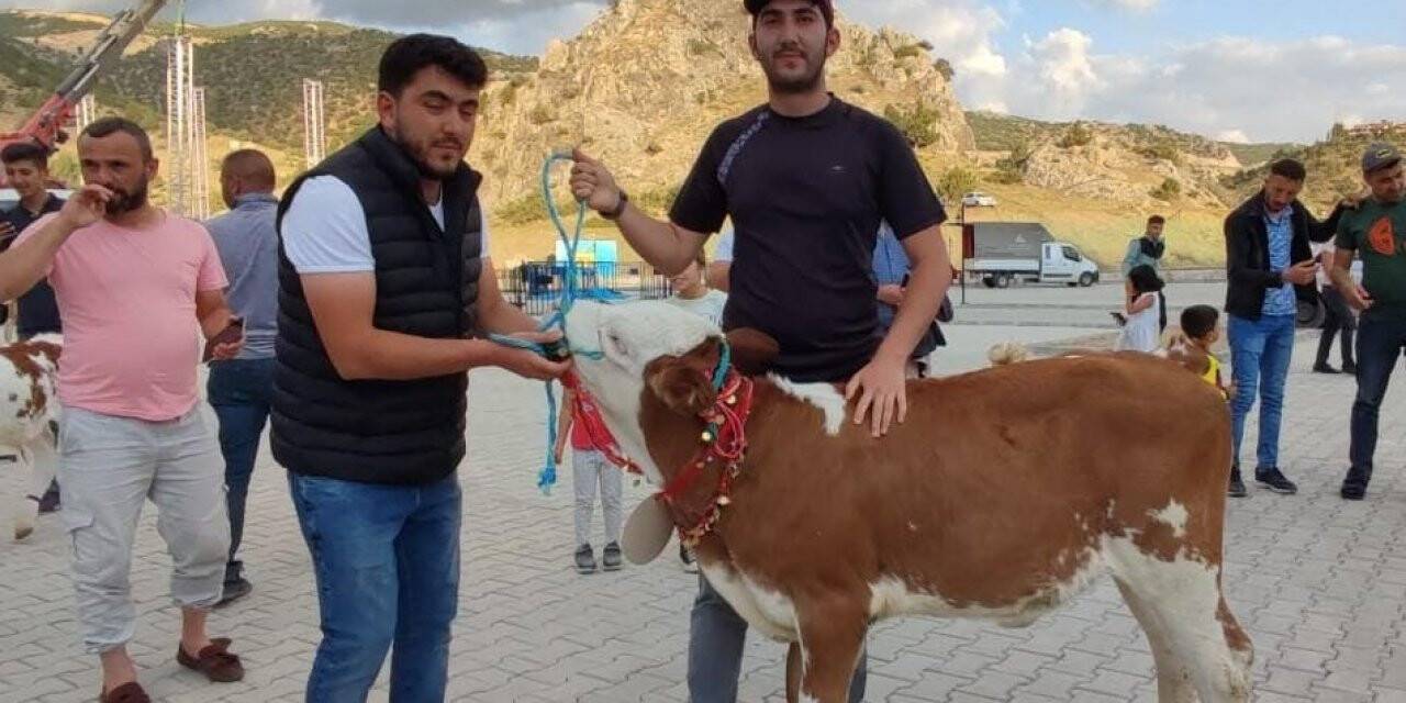 Yozgat’ta koç ve buzağı güzellik yarışması yapıldı