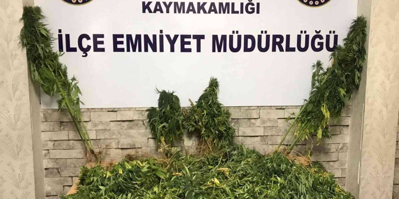 Gaziantep’te 104 kök Hint keneviri ele geçirildi