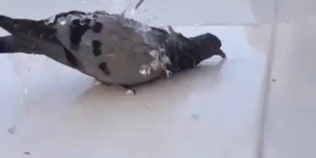 Sıcaktan bunalan güvercin hortumdan akan suyla serinledi