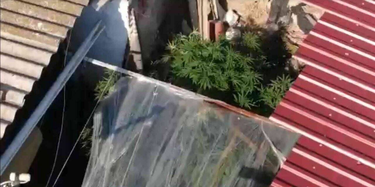 Bahçede sebze yerine kenevir yetiştirmiş