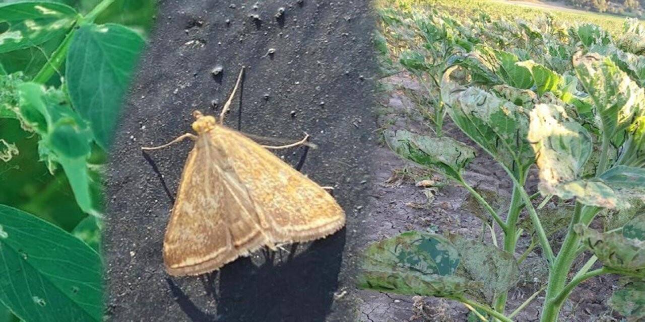 Çayır tırtılına karşı çiftçiler uyarıldı