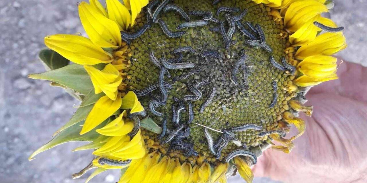 İstenmeyen misafir “çayır tırtılı” ile mücadele başladı