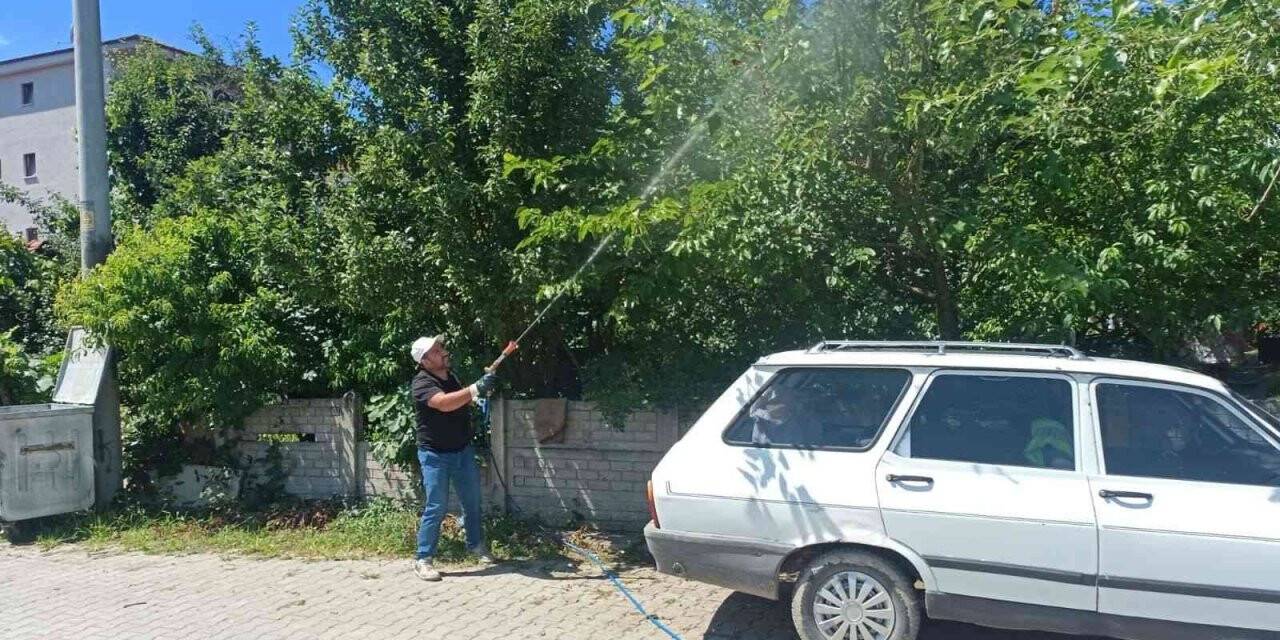 Cumayeri Belediyesi Amerikan Kelebeği’ne karşı mücadele ediyor