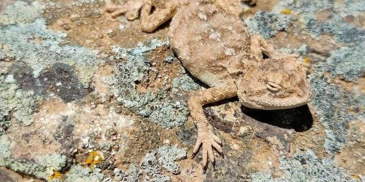 Doğada fark edilmiyor, Sivas’ta görüntülendi