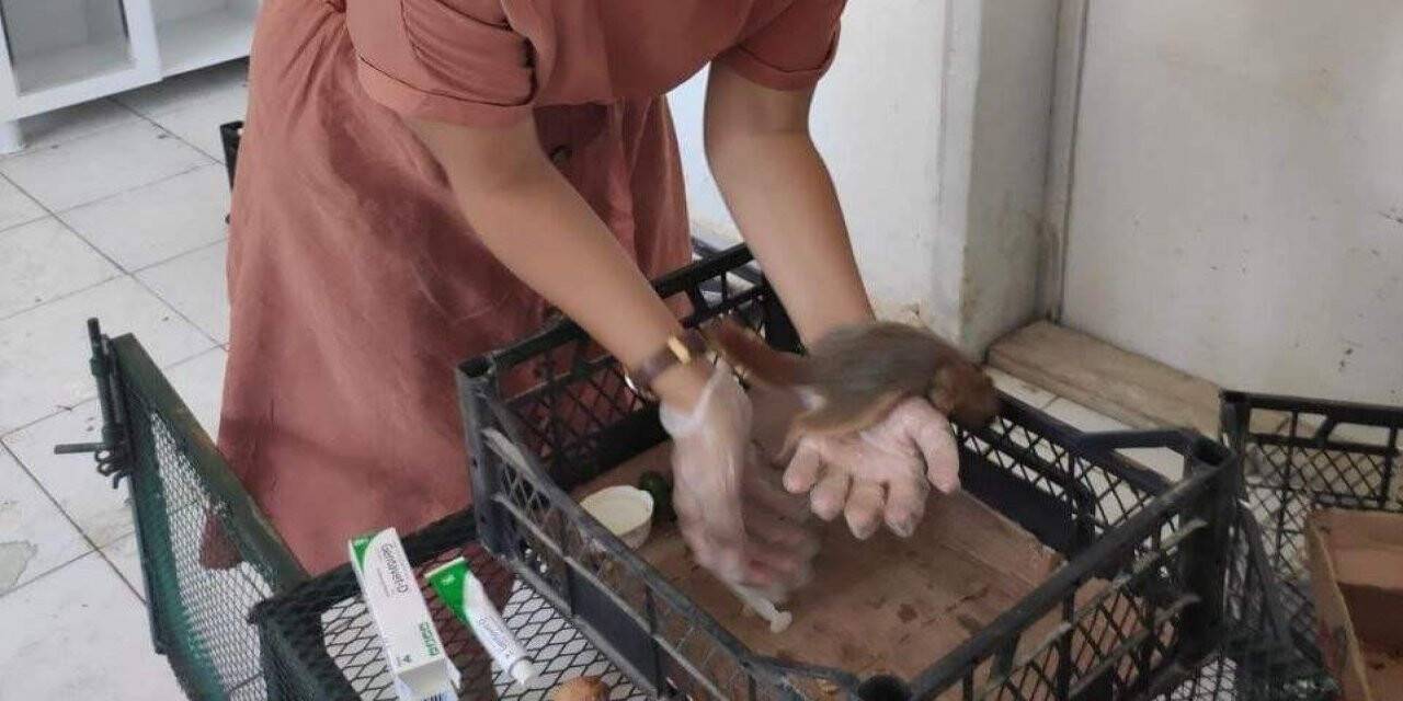 Yaralı baykuş ve sincap koruma altına alındı