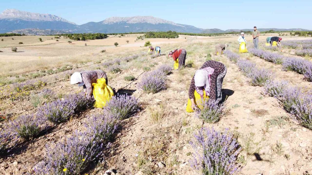 Taşlık ve kıraç alanı değerlendirip lavanta bahçesine dönüştürdü