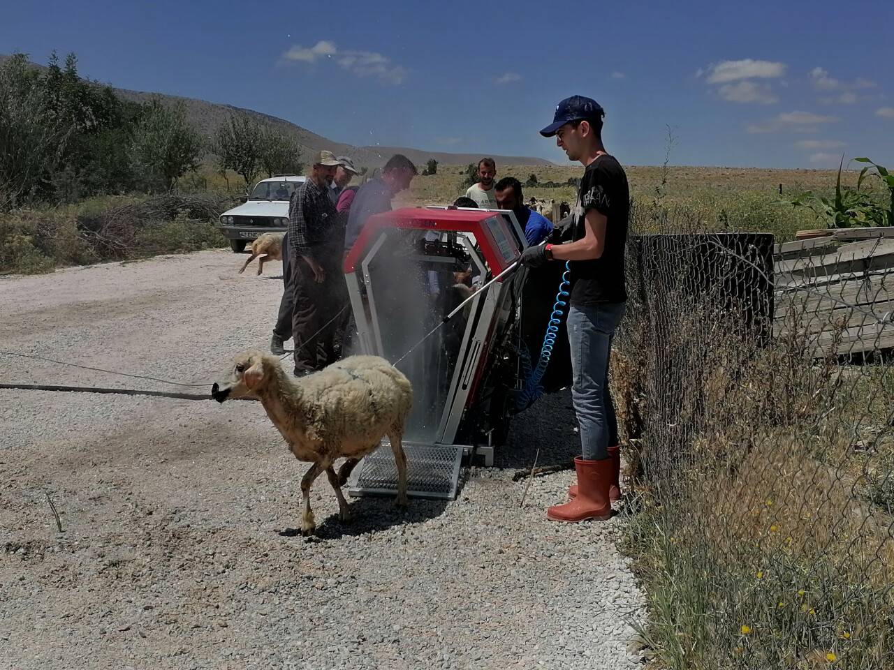 Konya'da mobil koyun banyosu ile koyunlar yıkanıp ilaçlanıyor
