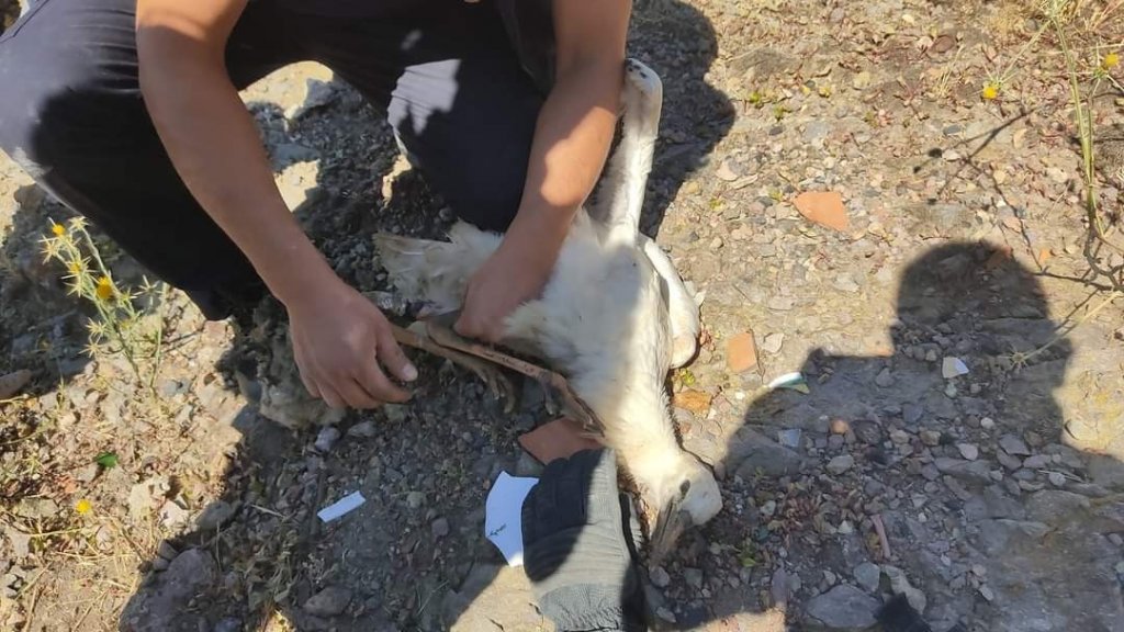 Ayağına ip dolanan yavru leylek yuvasından alınıp kurtarıldı
