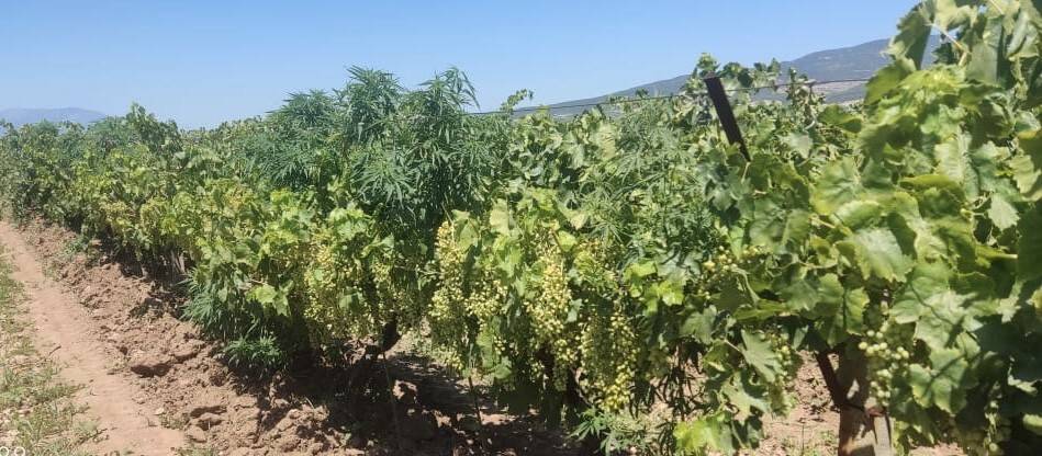 118 kök Hint keneviri ele geçirildi