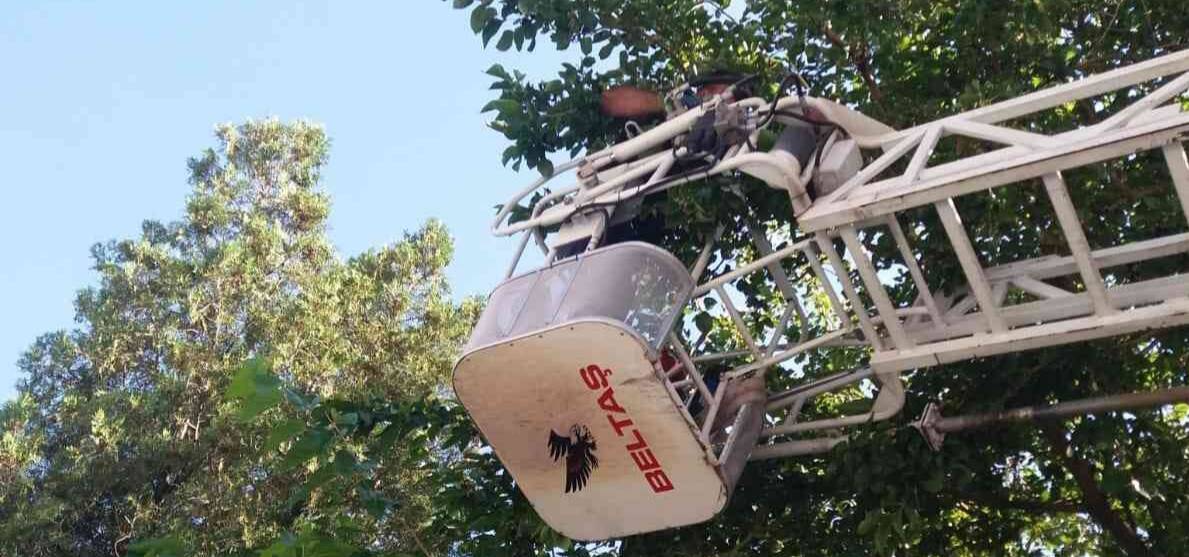 Ayağı sıkışan kargayı itfaiye kurtardı