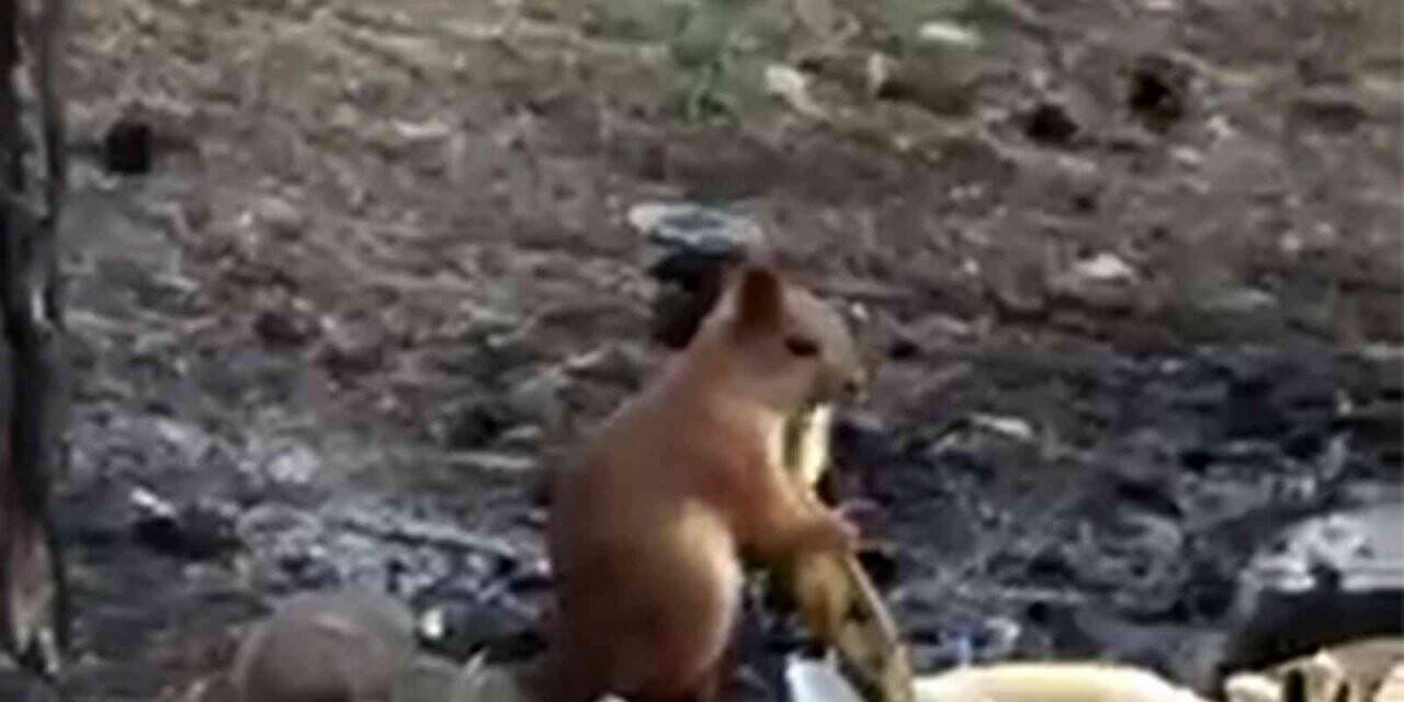 Piknikçilerin davetsiz misafiri sincap ilgi odağı oldu