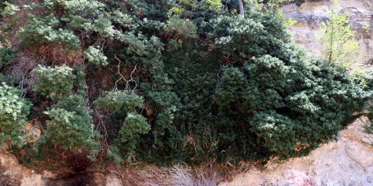 4 bin yıllık dev sarmaşık zamana direniyor