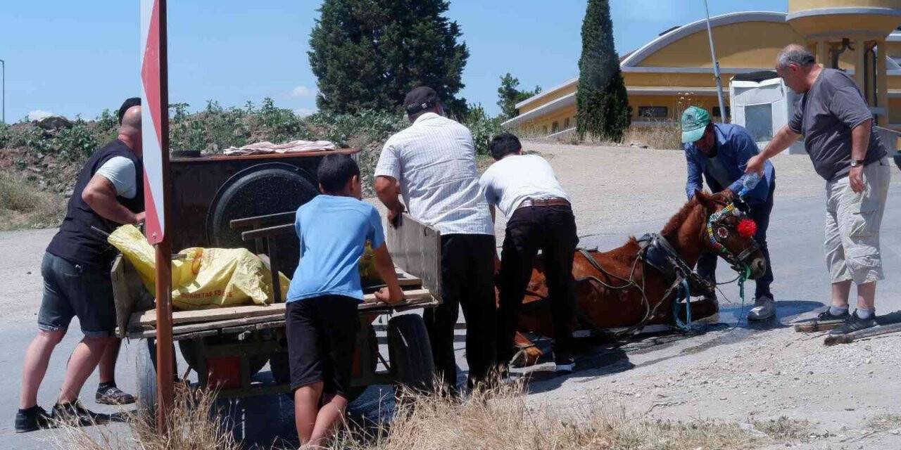 Bunaltıcı sıcakta yük ve insan taşıyan at, yere yığıldı zor anlar yaşadı