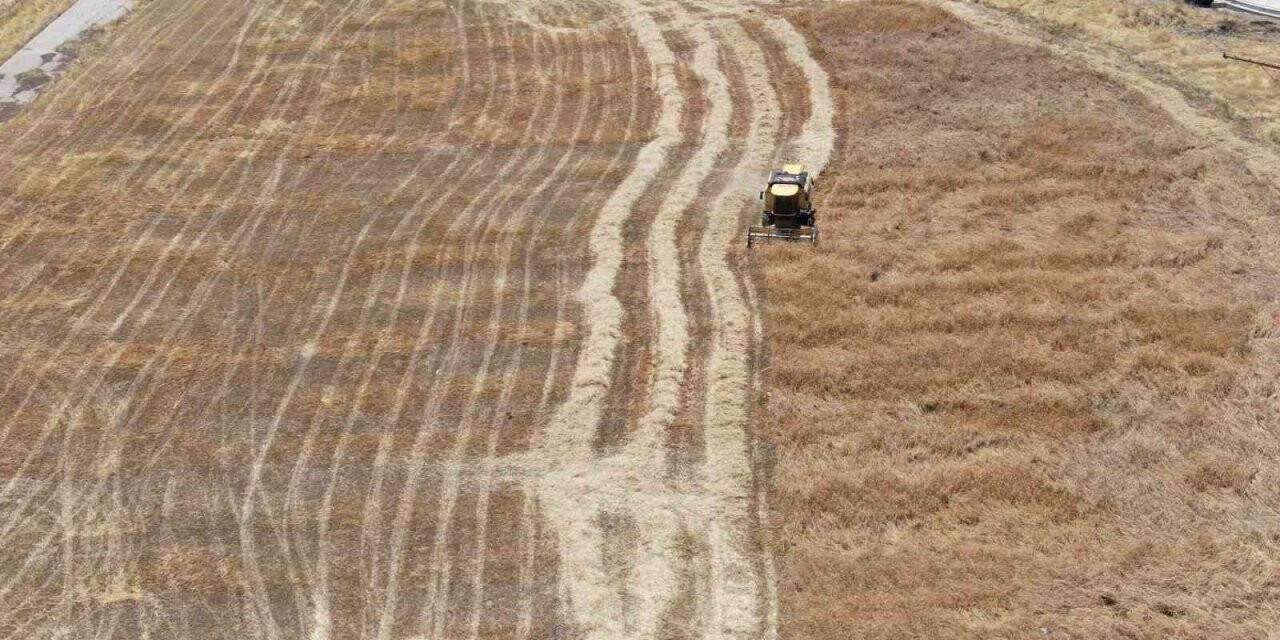 2 metre 20 santimlik ’ata tohumu buğday’ sergilendi
