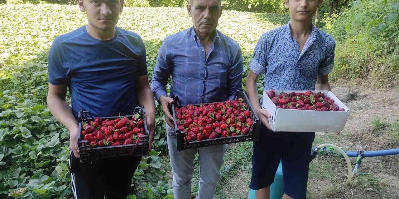 Sason’da 3 aile ile başlayan çilek üretimi 400 aileye geçim kaynağı oldu