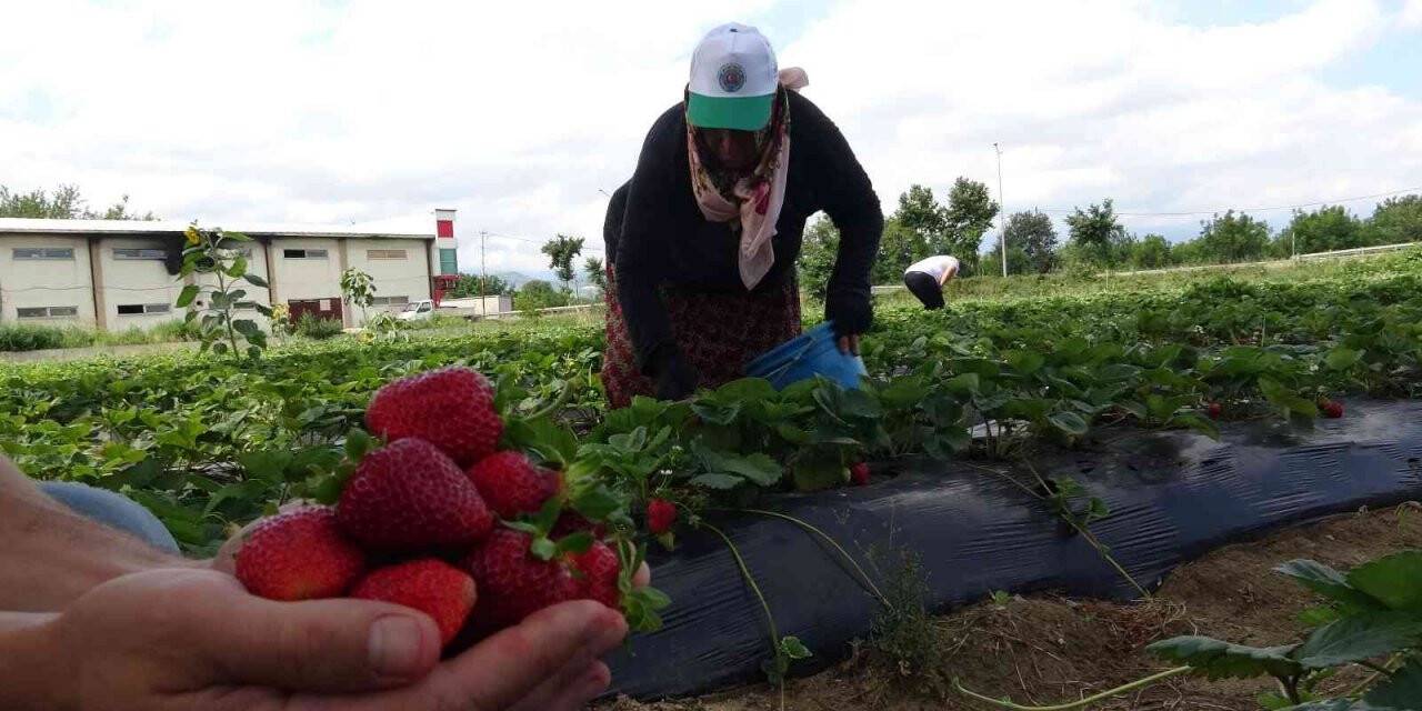 Bursa’da yediveren hasat...