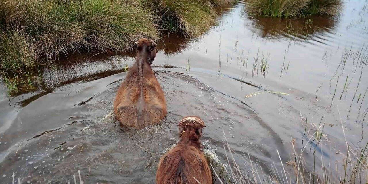 Samsun, manda varlığında Türkiye’de ilk sırada