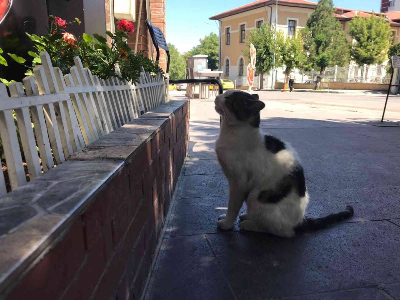 Kedi ‘Döner’ dönercinin maskotu oldu