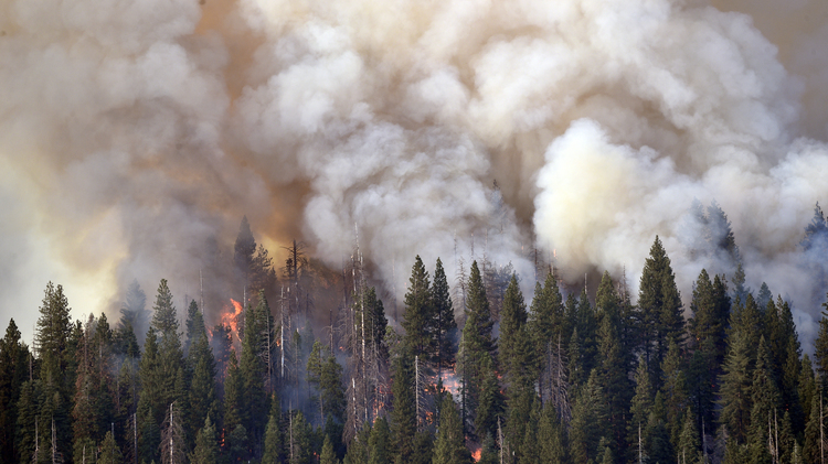 California'da süren orman yangınlarında 6 bin 300 hektar alan zarar gördü
